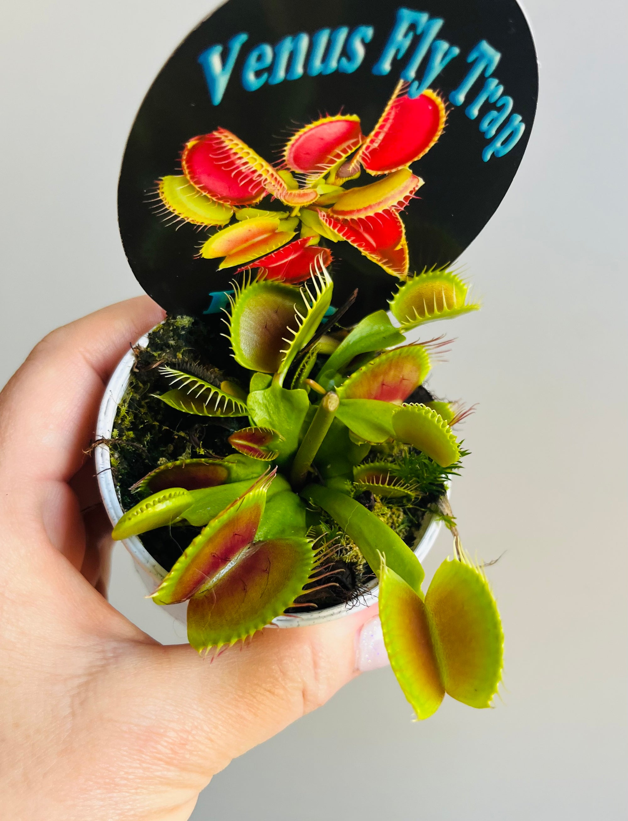 Venus Fly Trap 'B52'