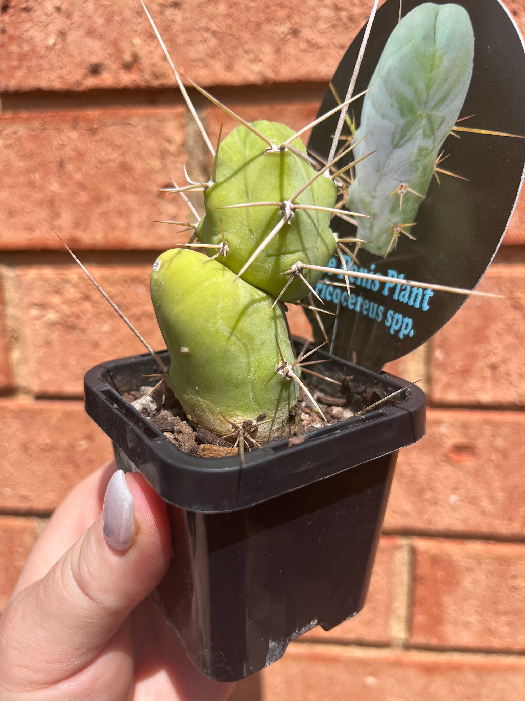 Trichocereus bridgesii montrose 'The Penis Plant'