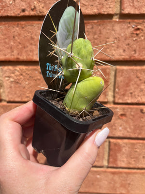 Trichocereus bridgesii montrose 'The Penis Plant'