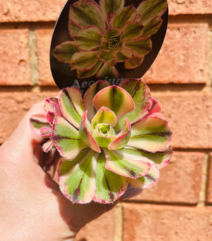 Aeonium arboreum cv. Red Fuji Variegate