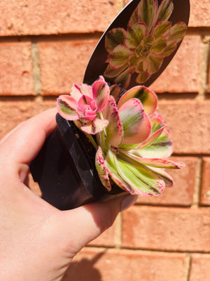 Aeonium arboreum cv. Red Fuji Variegate