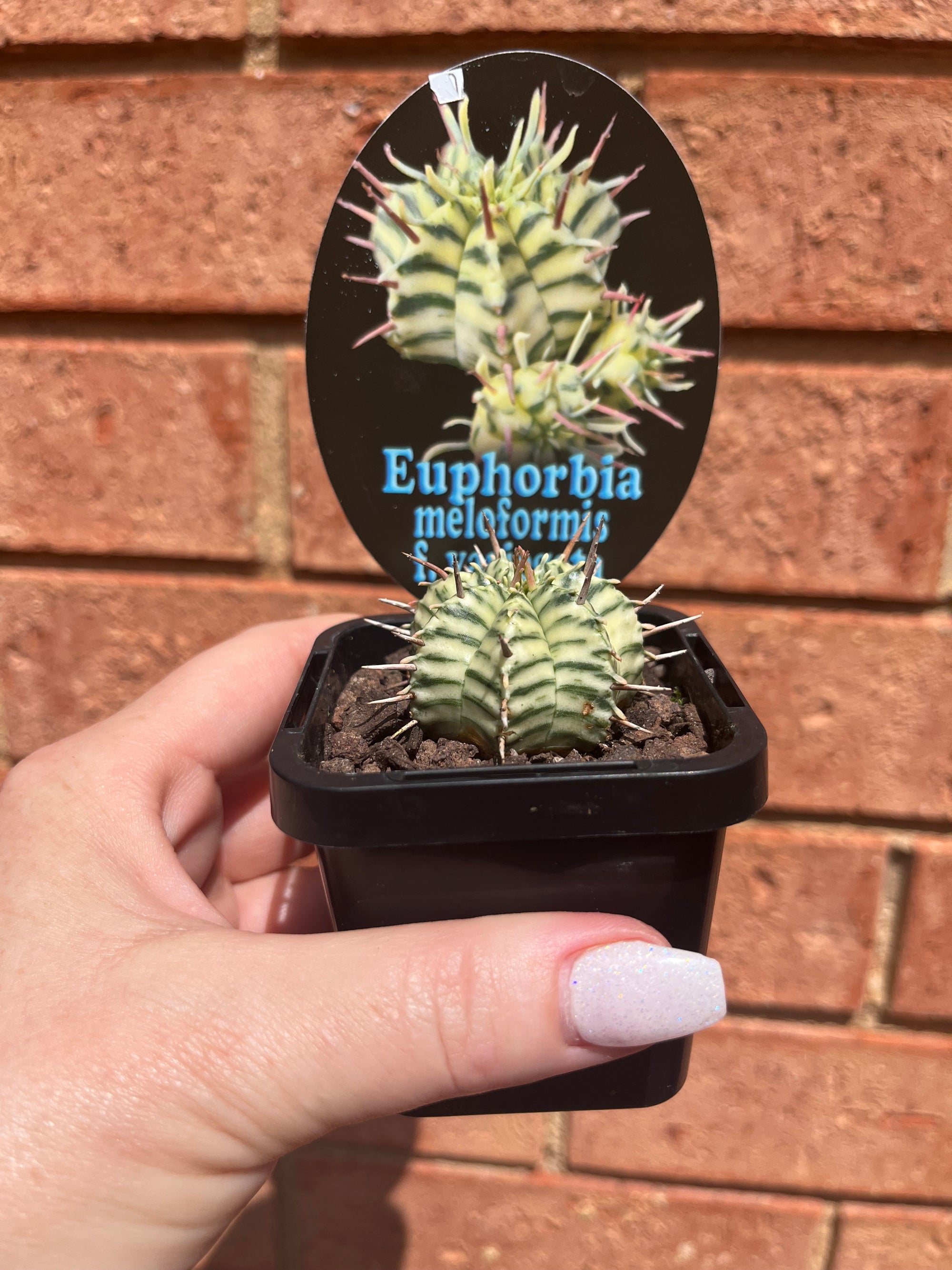 Euphorbia meloformis Variegata