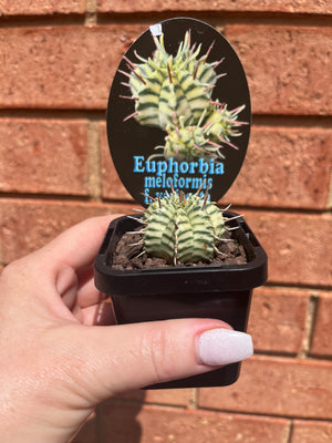 Euphorbia meloformis Variegata