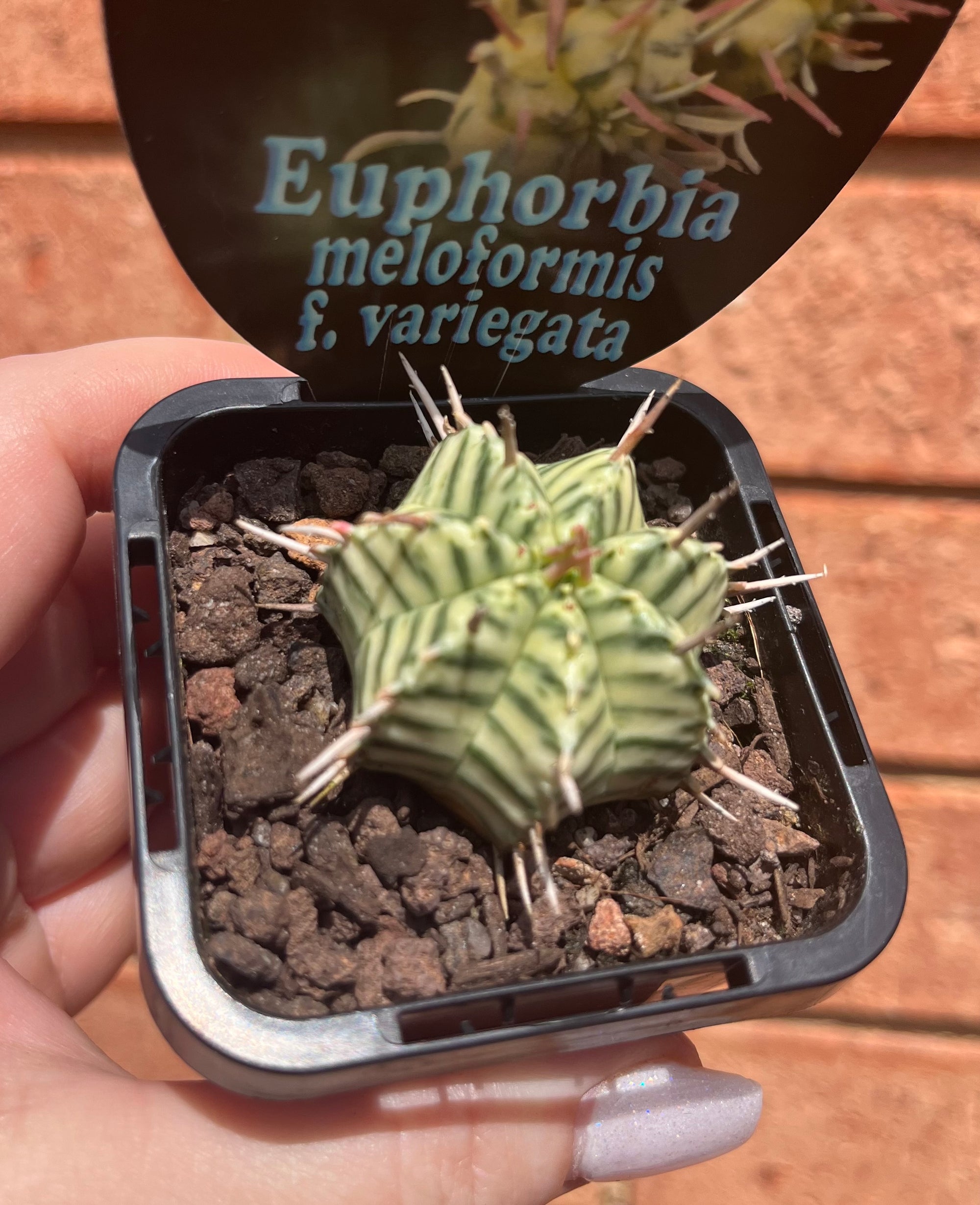 Euphorbia meloformis Variegata