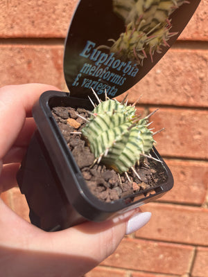 Euphorbia meloformis Variegata