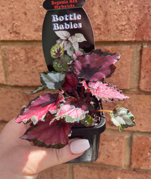 Begonia rex hybrid - NOID (Silver Lining)