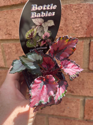 Begonia rex hybrid - NOID (Silver Lining)