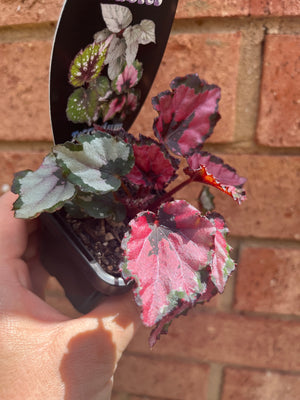 Begonia rex hybrid - NOID (Silver Lining)