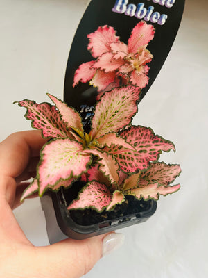 Fittonia - Pinky