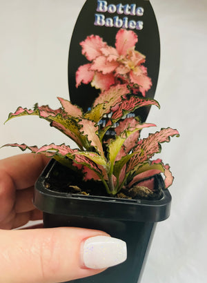 Fittonia - Pinky