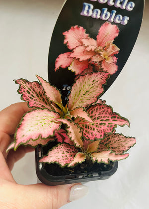 Fittonia - Pinky