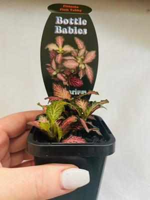 Fittonia - Pink Tabby