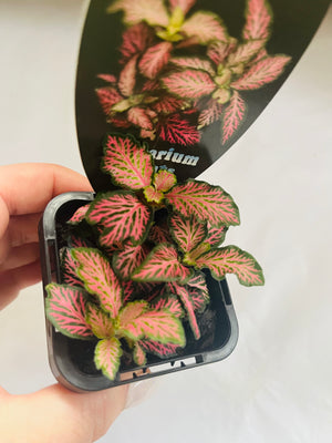 Fittonia - Pink Tabby