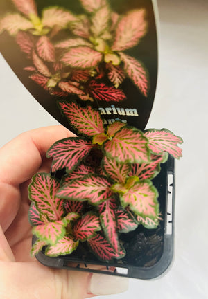 Fittonia - Pink Tabby