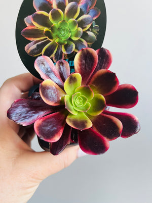 Aeonium arboreum cv. Kilimanjaro