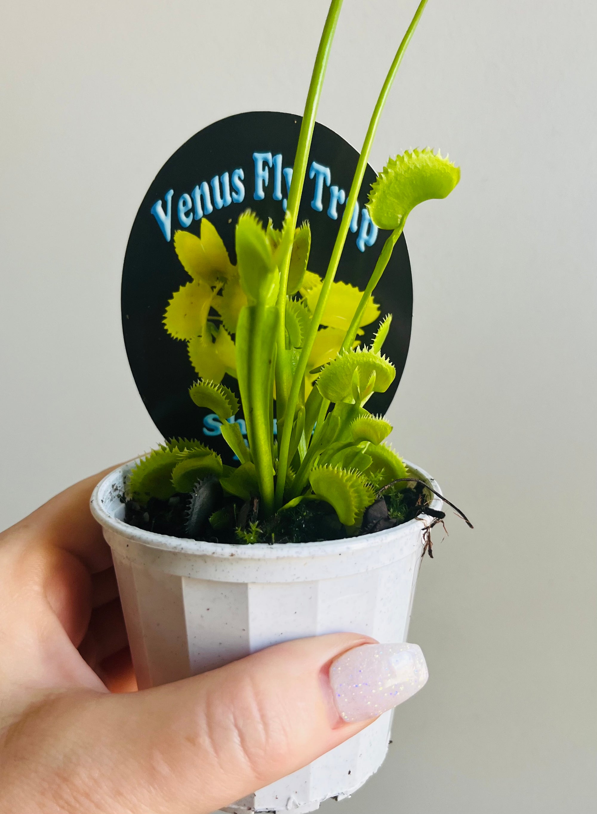 Venus Fly Trap 'Sharks Teeth'