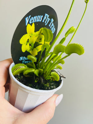 Venus Fly Trap 'Sharks Teeth'