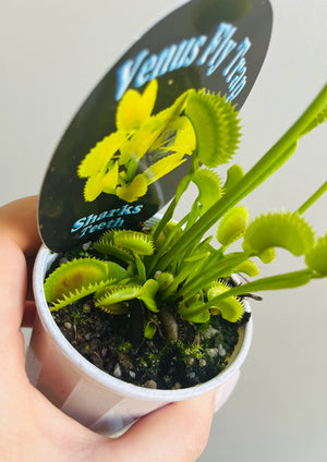 Venus Fly Trap 'Sharks Teeth'