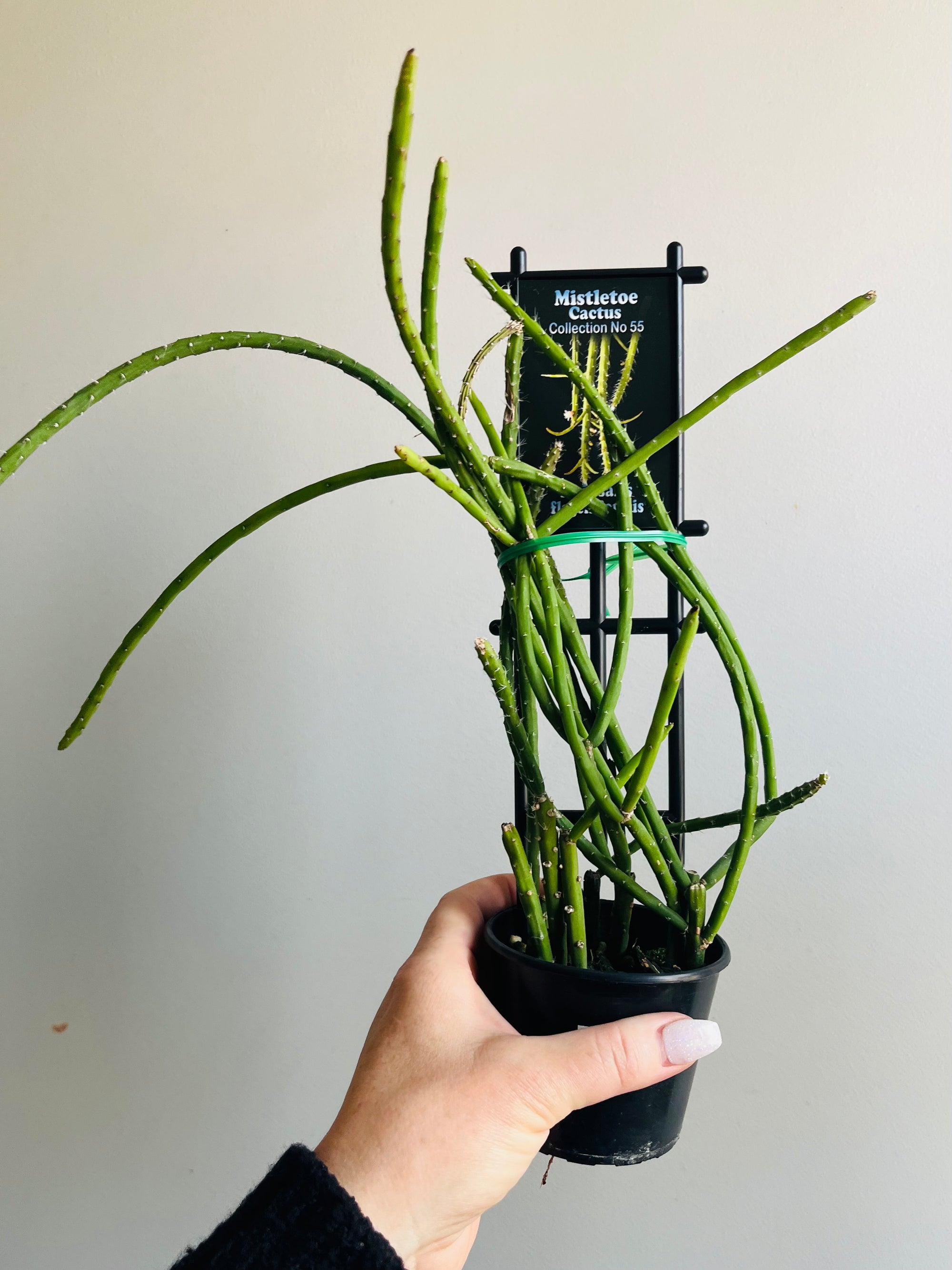 Rhipsalis flagelliformis - Mistletoe Cactus Collection No. 55