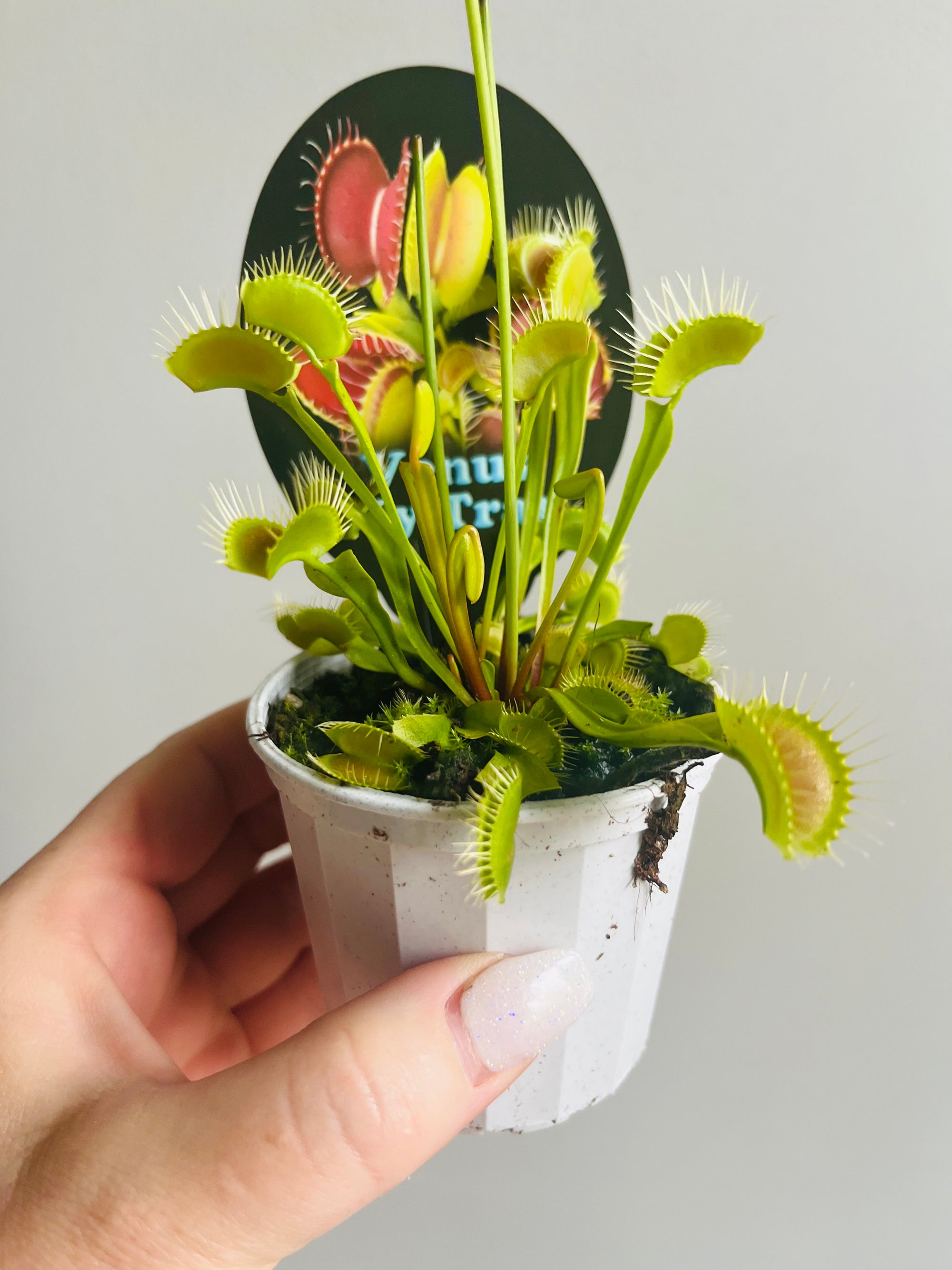 Venus Fly Trap (NOID) B