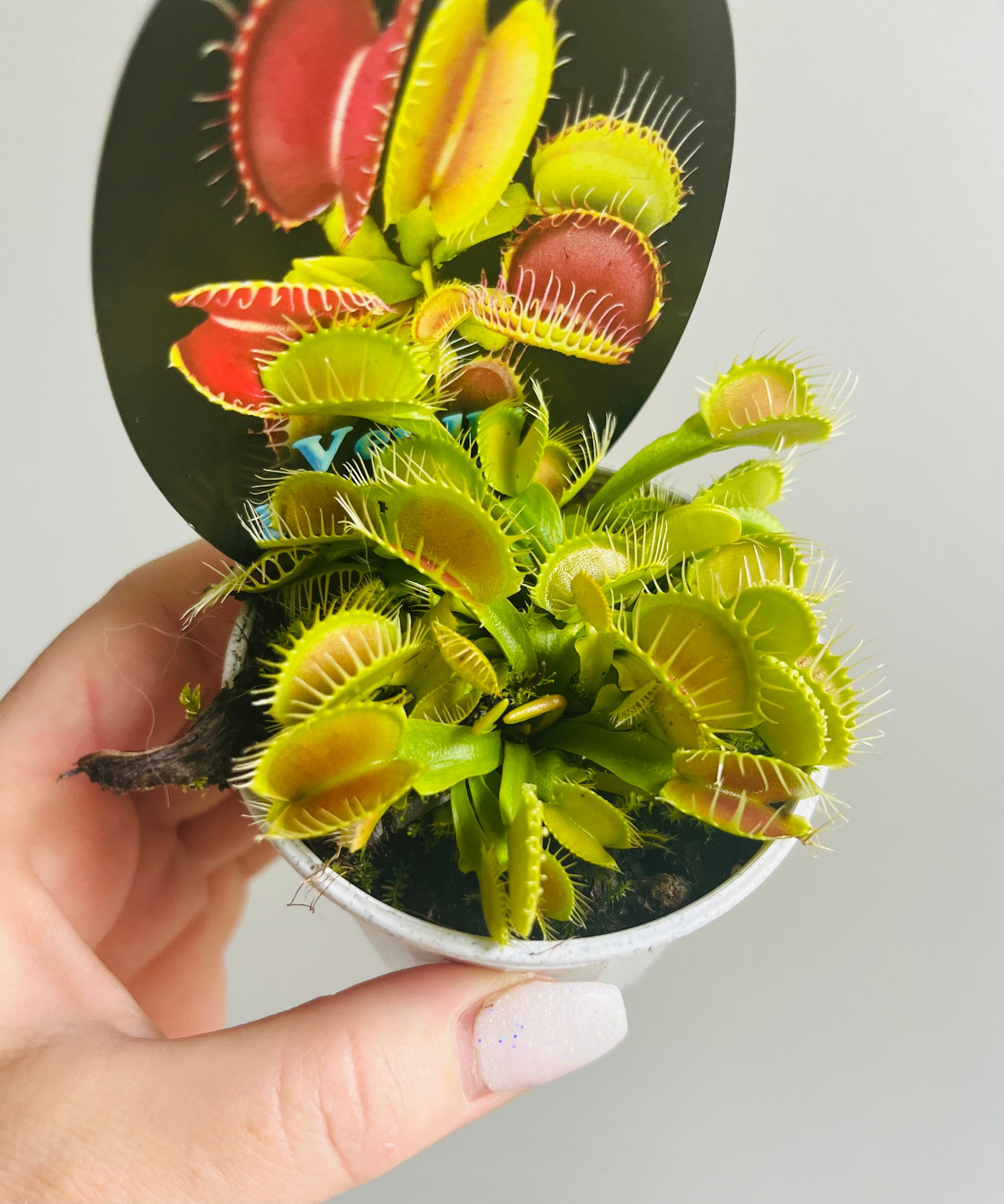 Venus Fly Trap (NOID) A (hybrid mix)