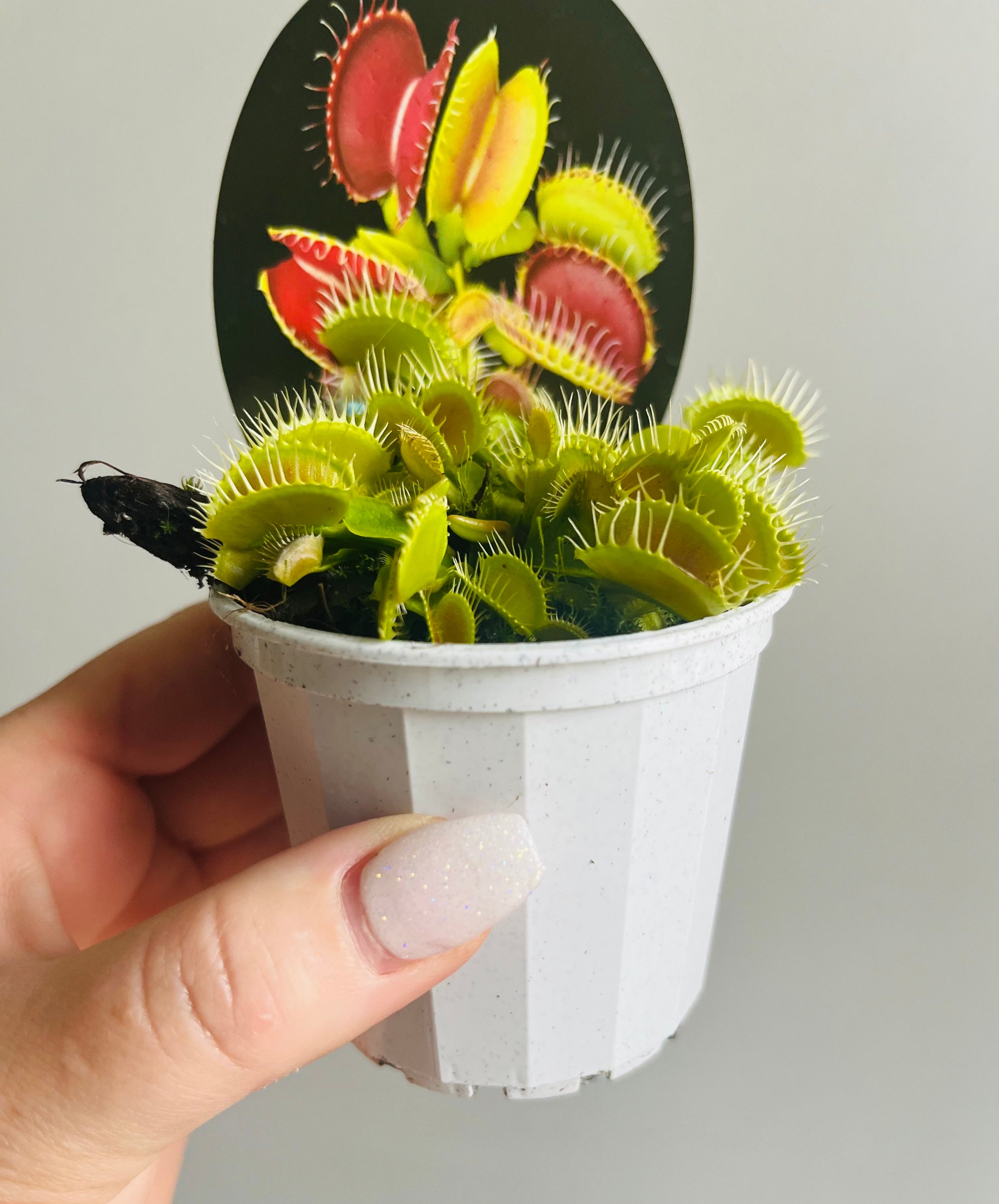 Venus Fly Trap (NOID) A