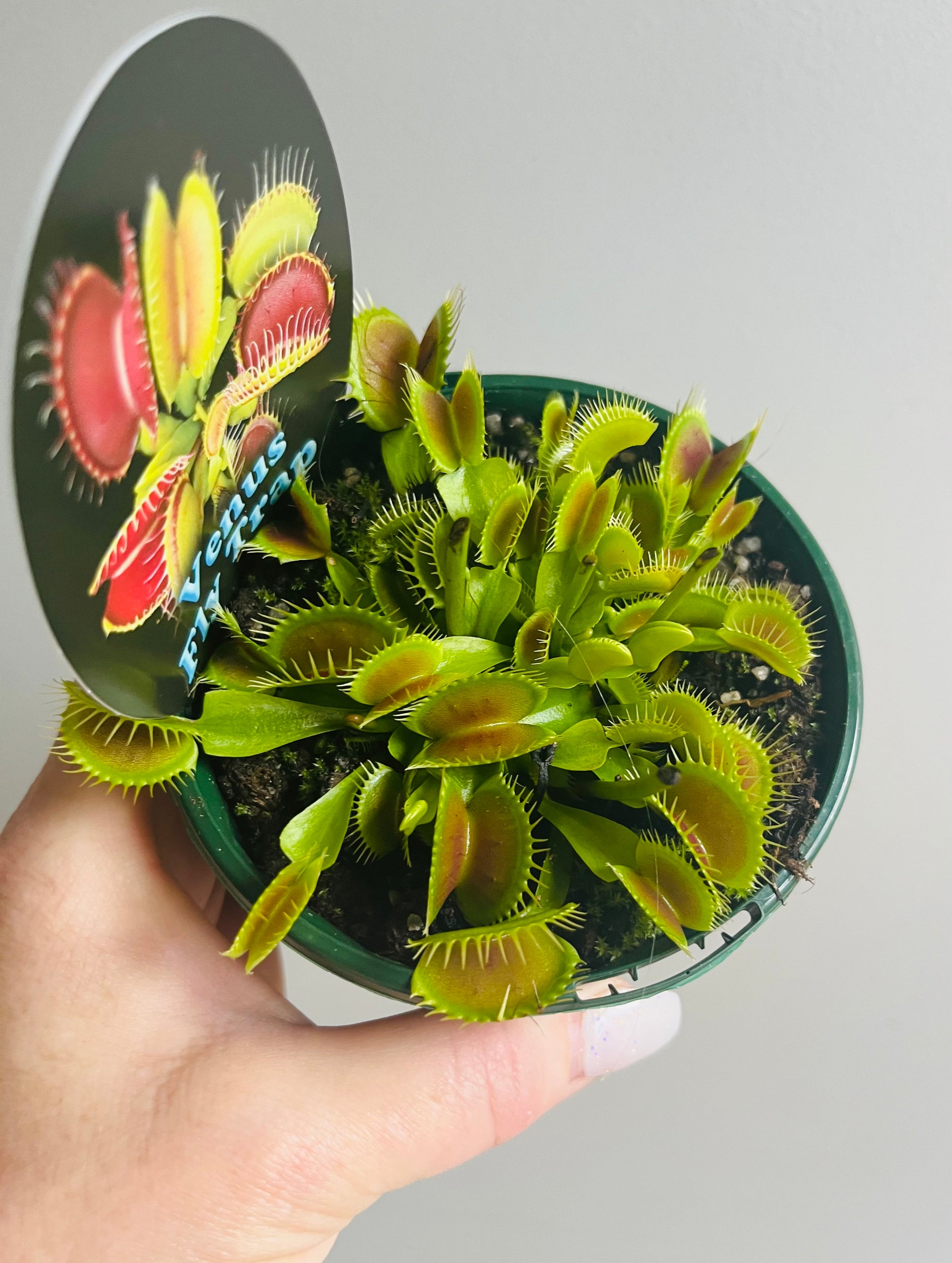 Venus Fly Trap (NOID) C