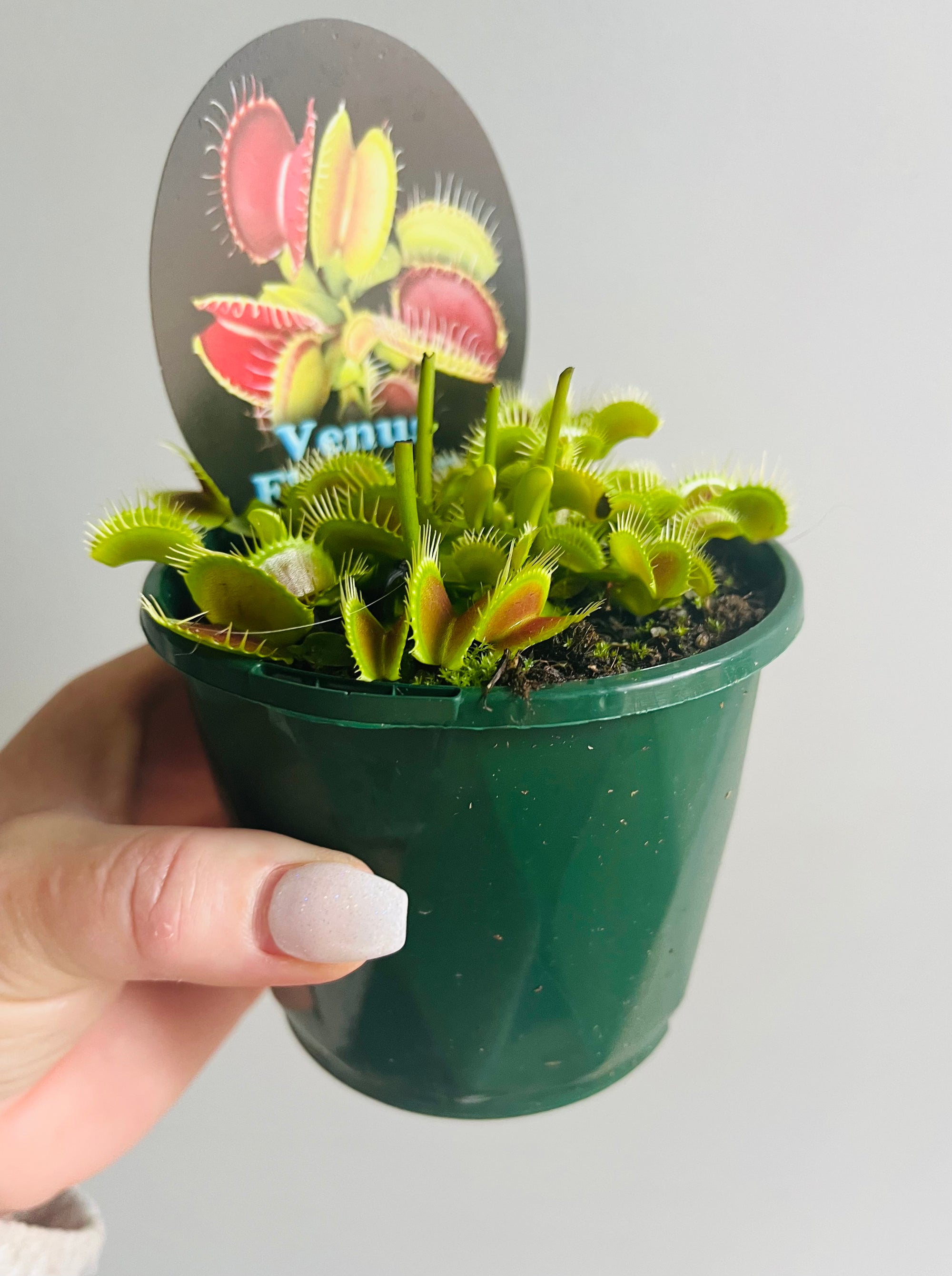 Venus Fly Trap (NOID) C