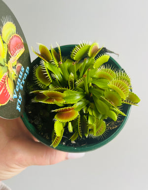 Venus Fly Trap (NOID) C