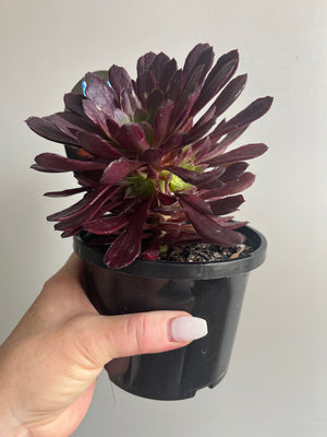 Aeonium arboreum cv. Paradisian Inferno