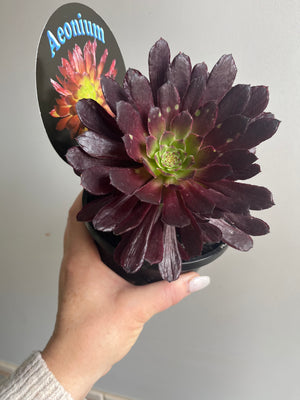 Aeonium arboreum cv. Paradisian Inferno