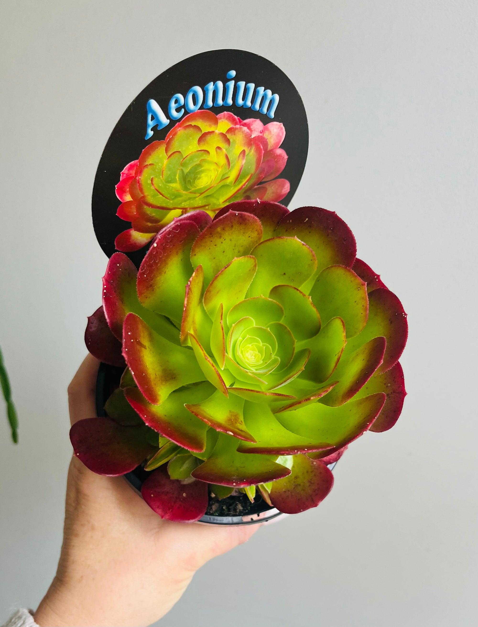 Aeonium arboreum cv. Blushing Beauty