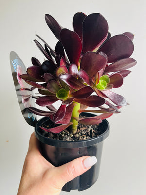 Aeonium aboreum 'The Chocolate Rose'