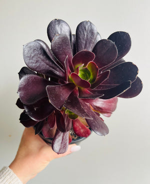 Aeonium aboreum 'The Chocolate Rose'