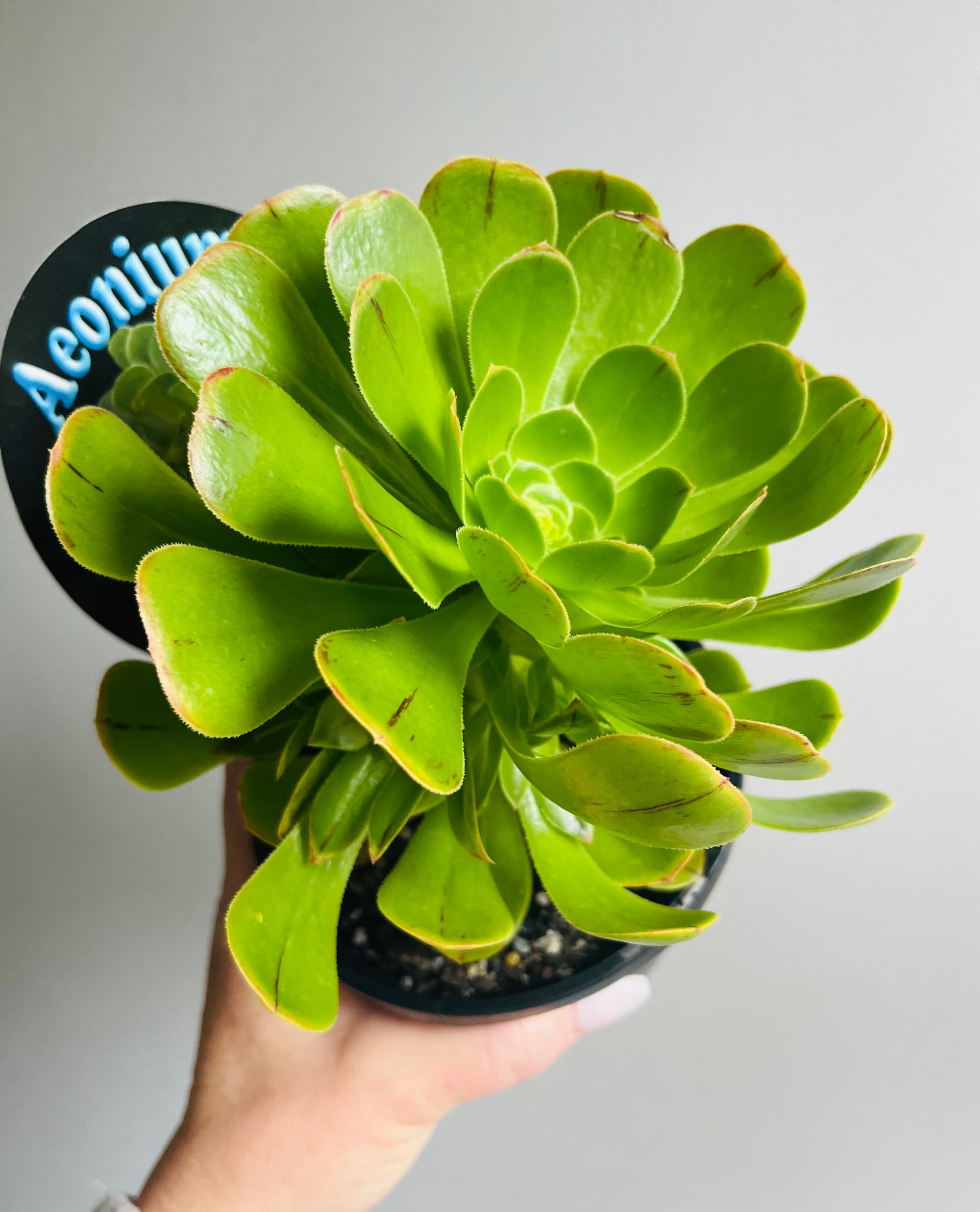 Aeonium aboreum f. Green Rose