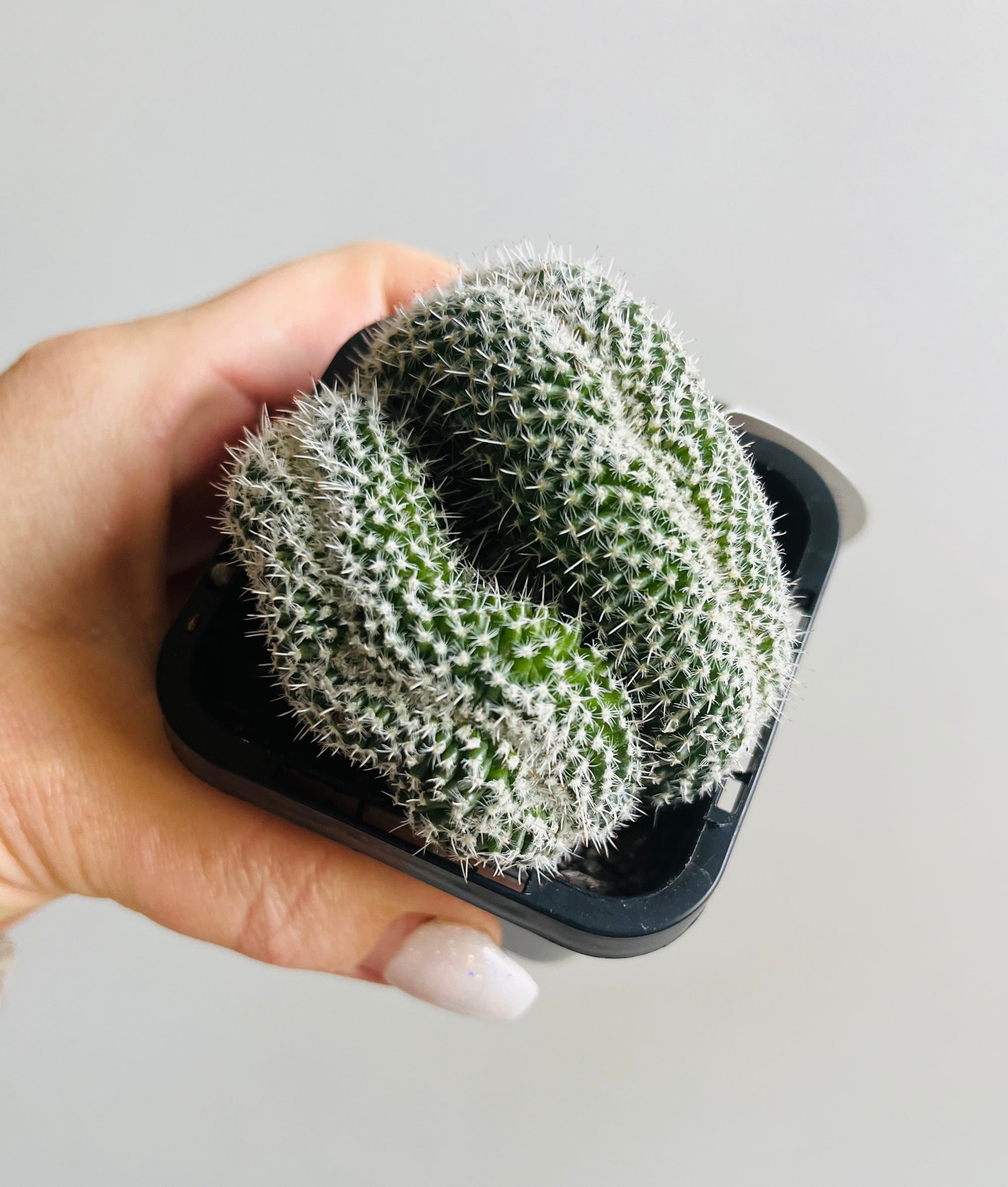 Mammillaria geminispina ‘Cristata’