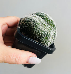 Mammillaria geminispina ‘Cristata’