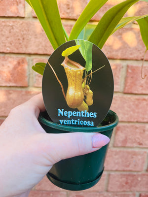 Nepenthes ‘Ventricosa’ - Pitcher Plant