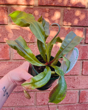 Nepenthes NOID - Pitcher Plant