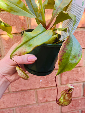 Nepenthes NOID - Pitcher Plant