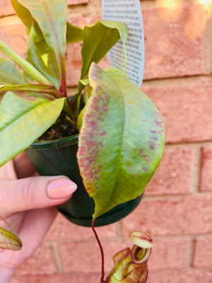 Nepenthes NOID - Pitcher Plant