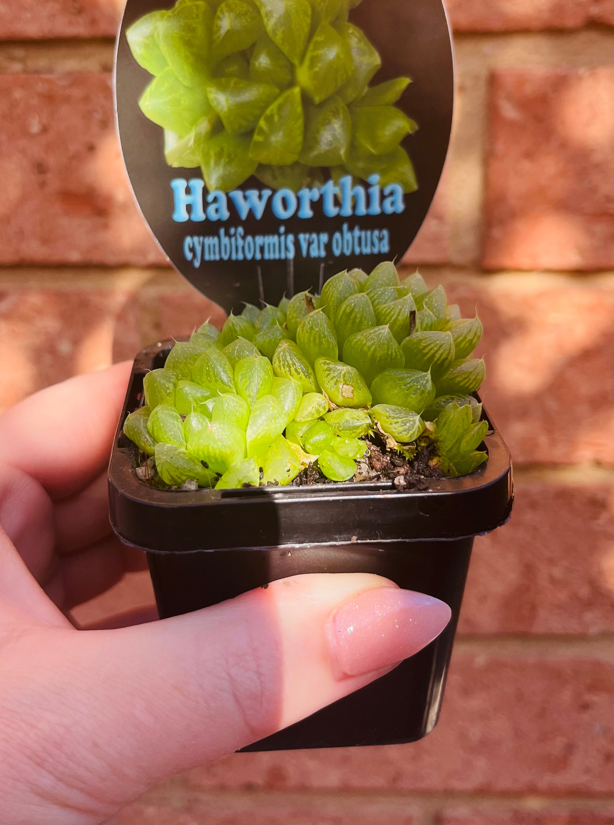 Haworthia cymbiformis var obtusa