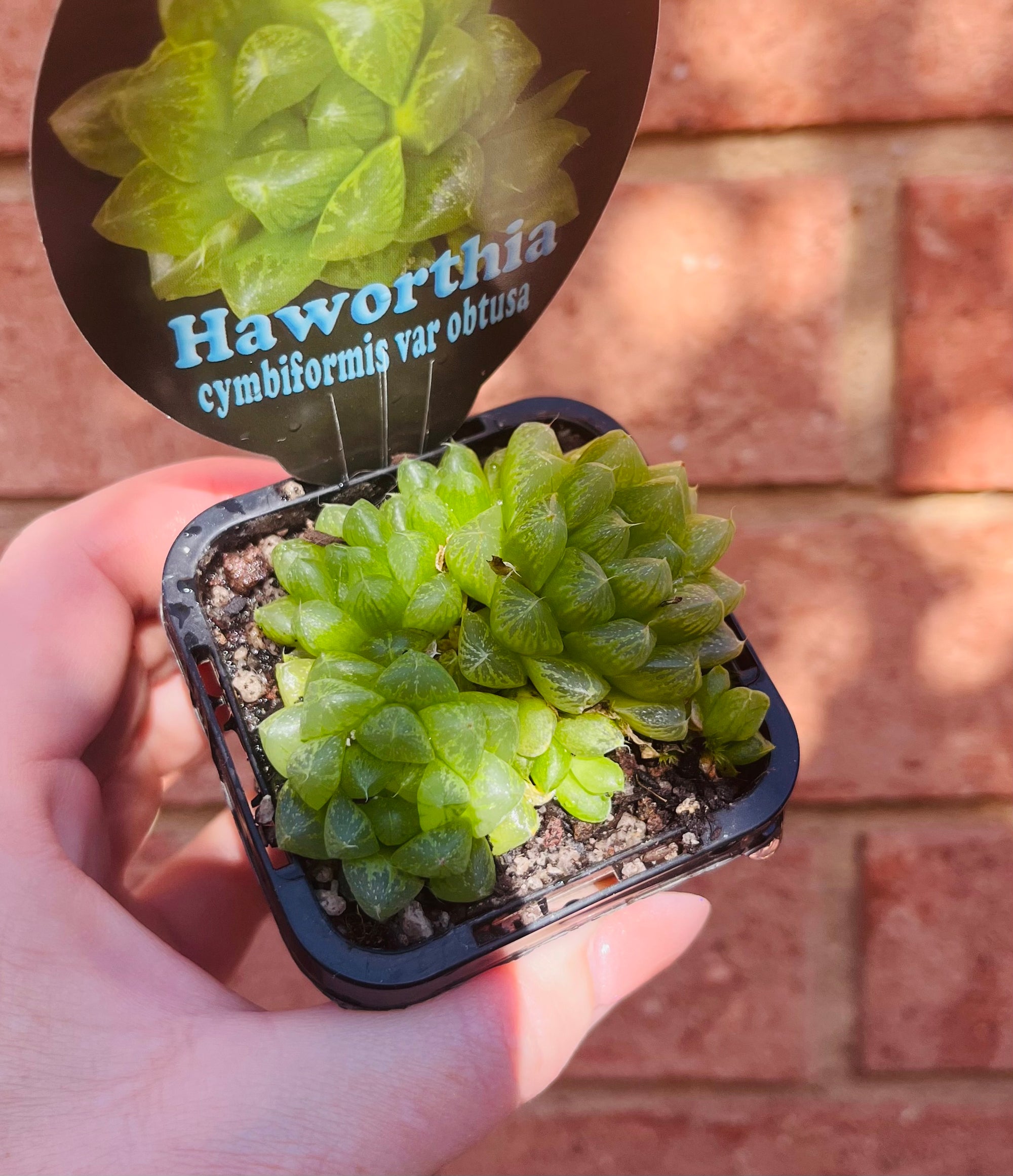 Haworthia cymbiformis var obtusa