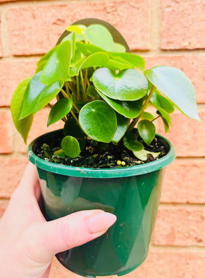 Peperomia polybotrya - Raindrop