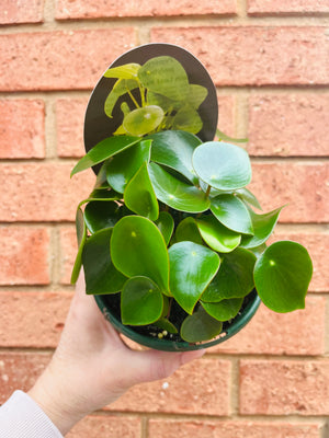 Peperomia polybotrya - Raindrop