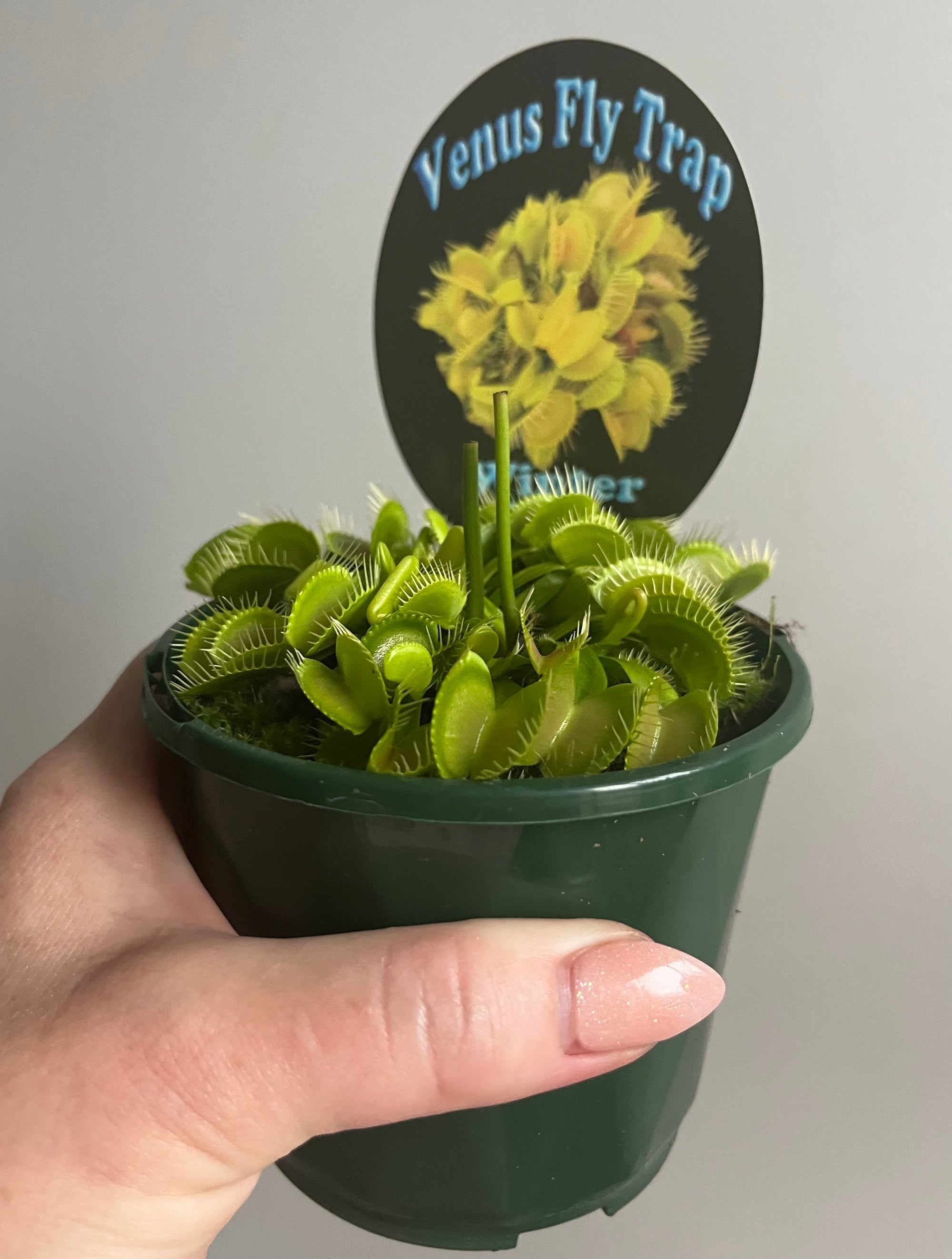 Venus Fly Trap 'Winter Green'