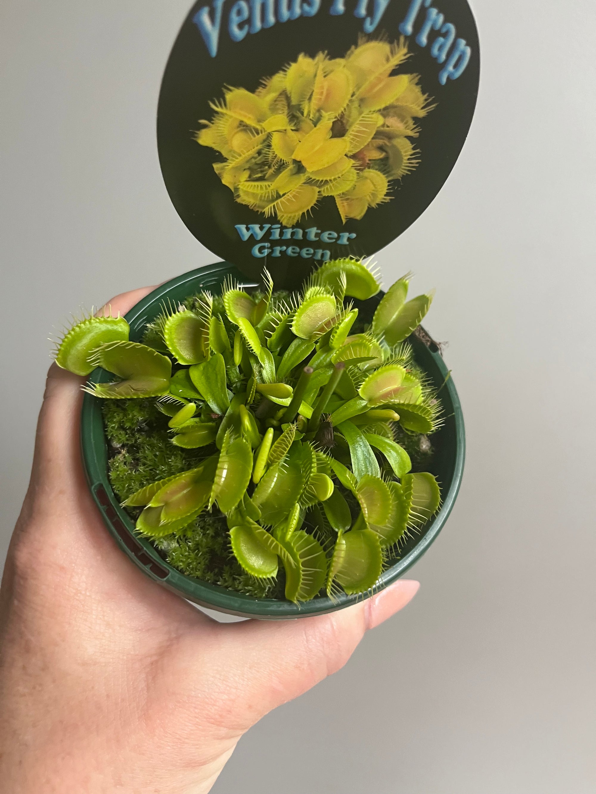 Venus Fly Trap 'Winter Green'