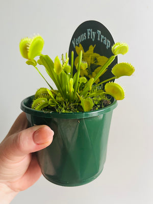 Venus Fly Trap 'Sharks Teeth'