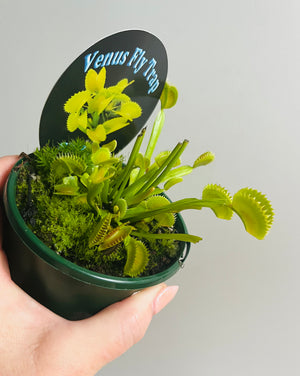 Venus Fly Trap 'Sharks Teeth'