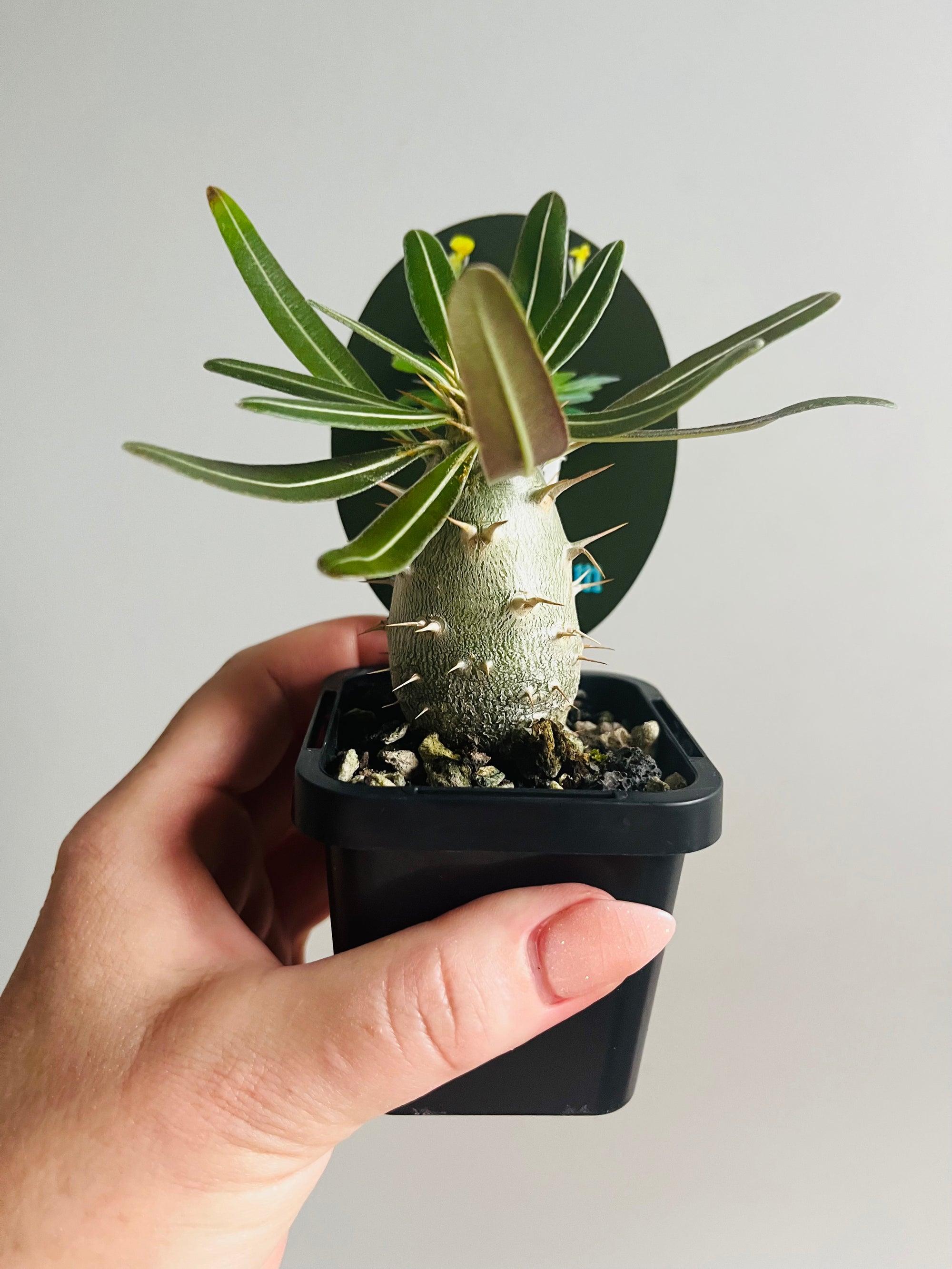 Pachypodium rosulatum subsp.  cactipes